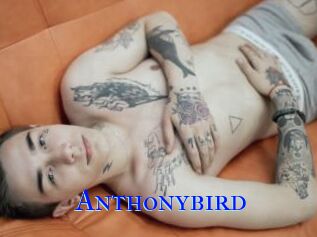 Anthonybird