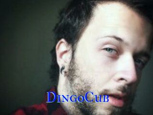 DingoCub