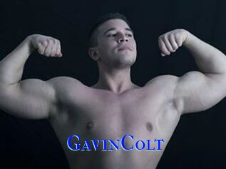 GavinColt